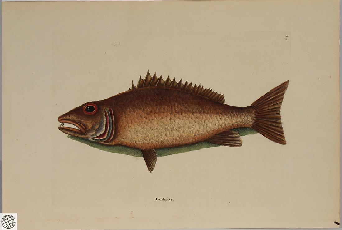 Mangrove Snapper MARK CATESBY White Hand Colored: Details: CATESBY, Mark (1683-1749). Mangrove Snapper. [Pl. 9, Vol. II]. London: printed for Benjamin White, 1771 [Third edition]. Hand-coloured copper engraving, on fine laid paper. Very good conditi