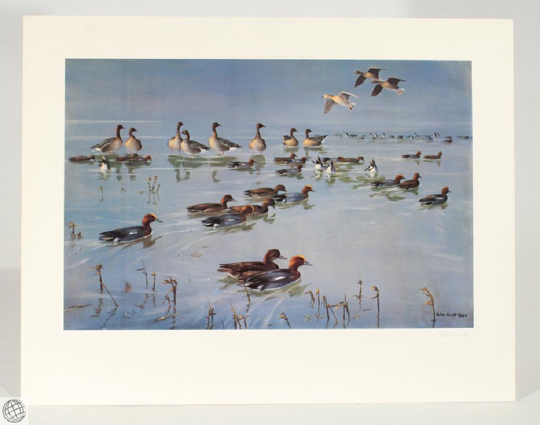 Widgeon Geese SCOTT Sir Peter Markham Color Offset (1 of 7)