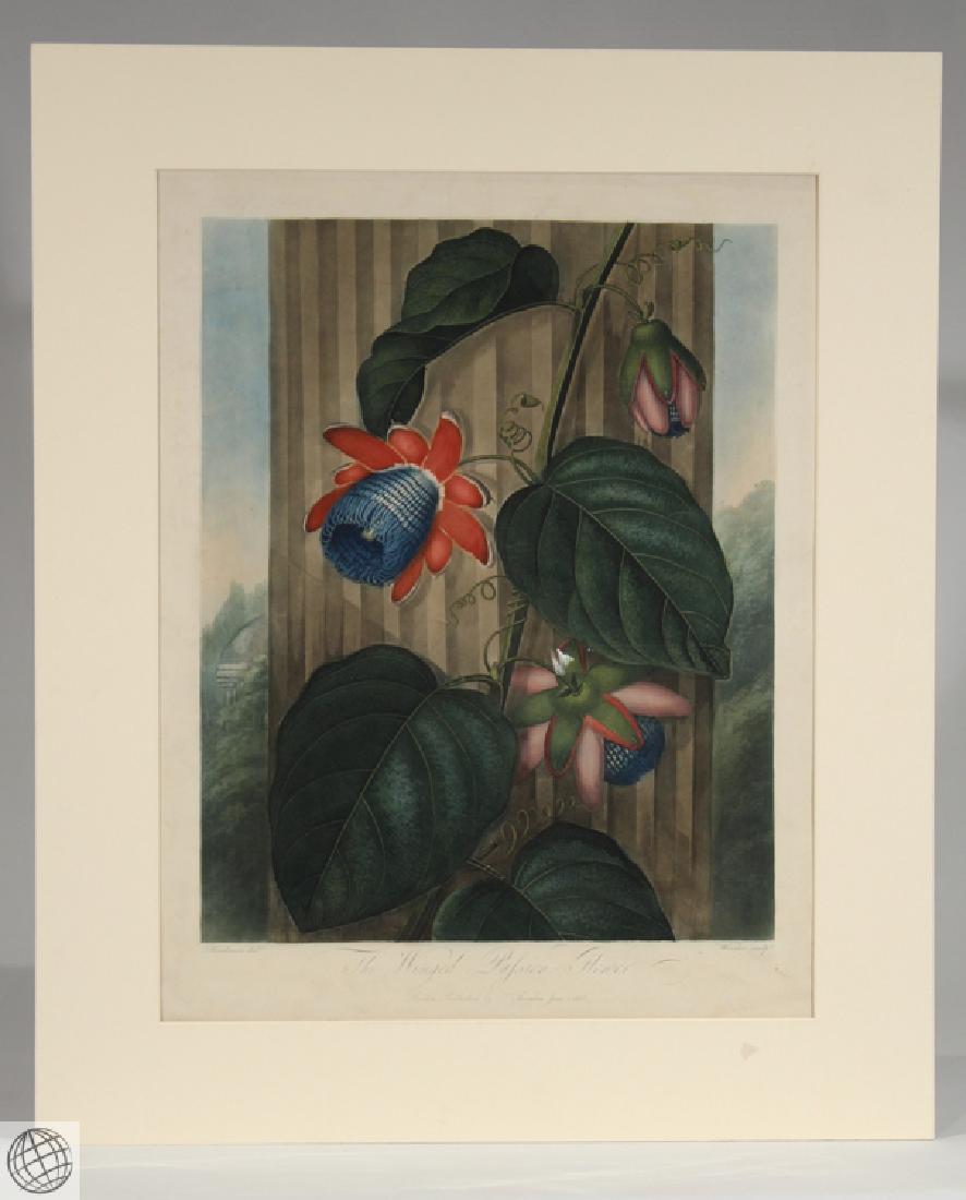 Winged Passion Flower ROBERT JOHN THORNTON Hand Colored (1 of 8)