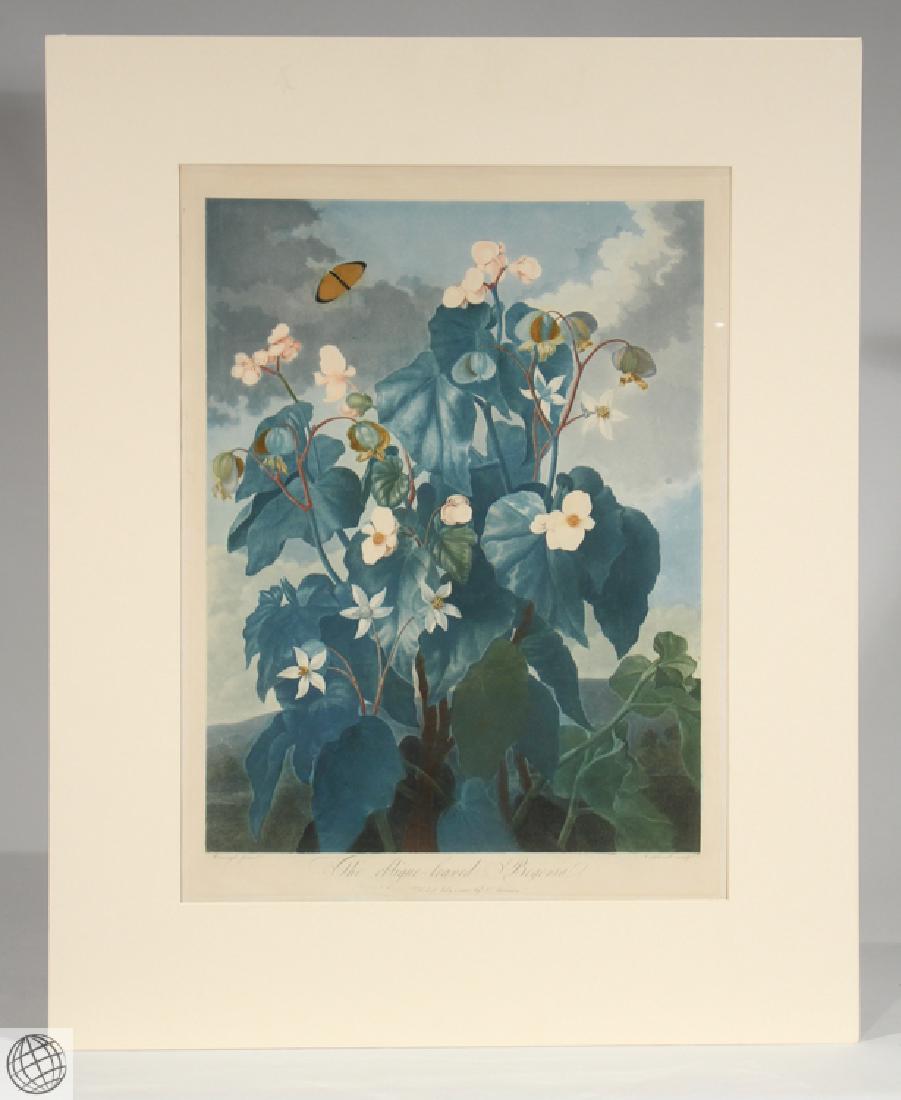 Oblique Leaved Begonia ROBERT JOHN THORNTON Hand (1 of 8)