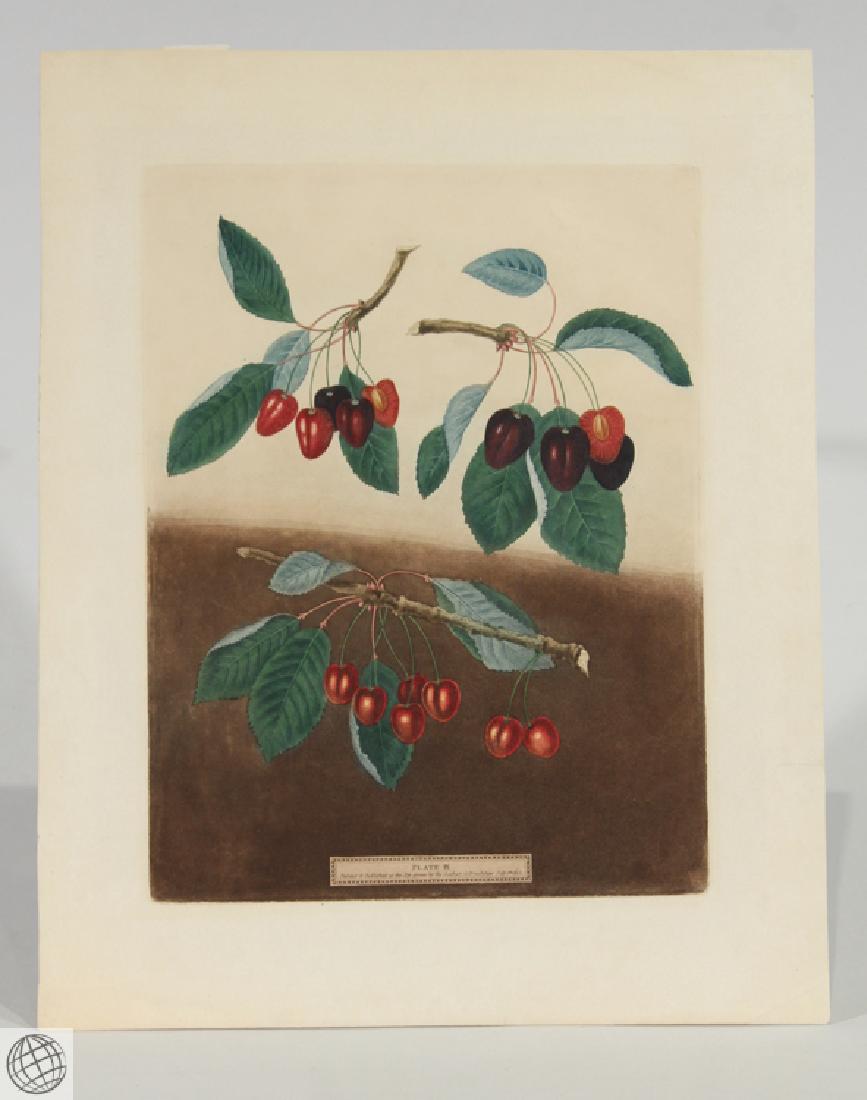 Bleeding Heart Ox GEORGE BROOKSHAW Color Aquatint: Details: BROOKSHAW, After George (1751-1823). [Cherries] Bleeding Heart; Ox-Heart; Maple-Heart. [Pl. IX]. [London]: G. Brookshaw, [1804-1812]. Aquatint engraving, with some stipple, printed in colour