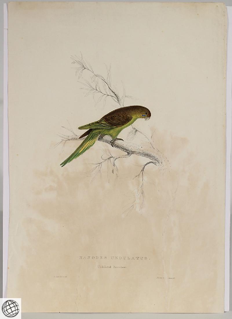 Undulated Parakeet EDWARD LEAR Hand Colored Lithograph: Details: LEAR, Edward (1812-1888). Nanodes Undulatus. Undulated Parakeet. [London: E. Lear, 1830-1832]. Hand-coloured lithograph by Lear, printed by Charles Hullmandel. Wove paper. (2 large repaired