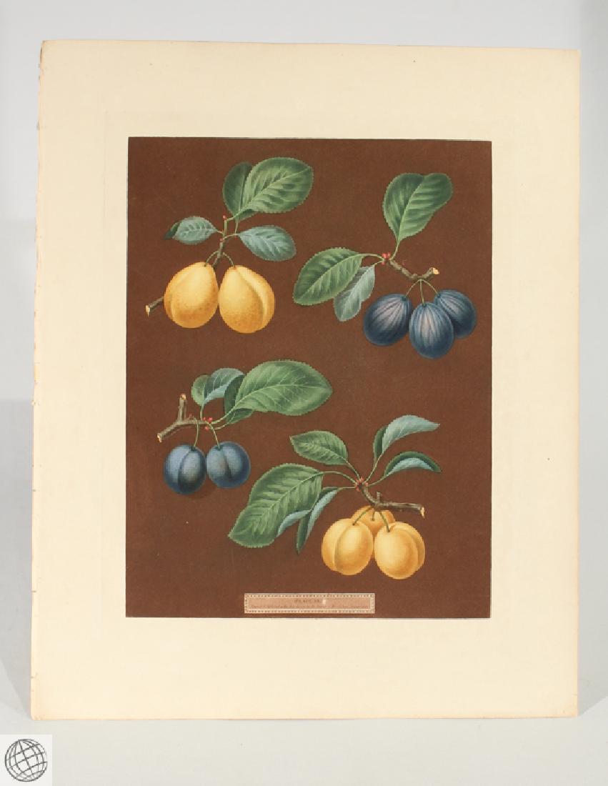 Plums GEORGE BROOKSHAW Wine Sour Dauphine Aquatint: Details: BROOKSHAW, After George (1751-1823). . [Plums] Carnation Plum, Wine Sour Plum, Dauphine Plum. [Pl. XXIII]. [London]: G. Brookshaw, 1807. Aquatint engraving, with some stipple, printed in col