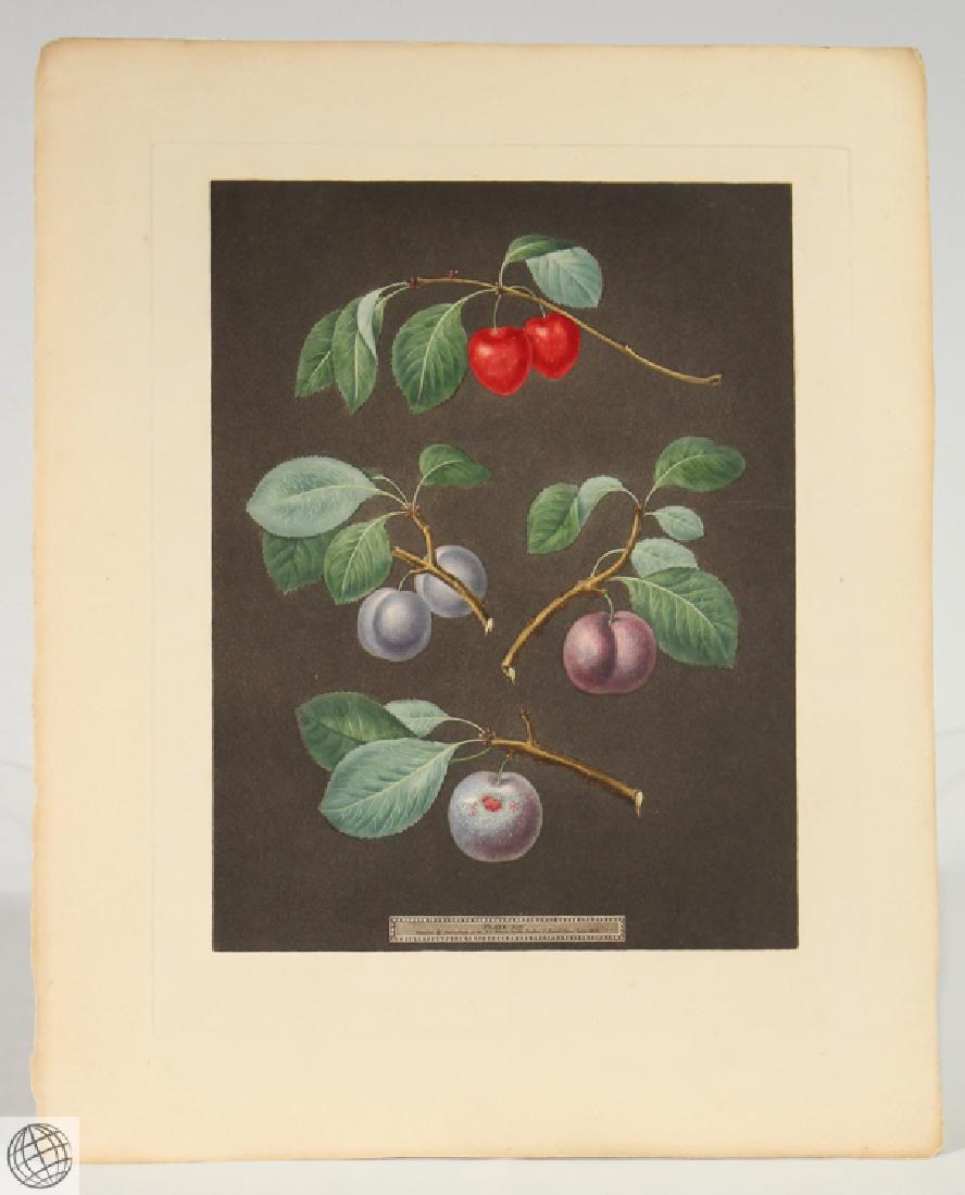 Cherry Laurance Plum GEORGE BROOKSHAW Color Aquatint: Details: BROOKSHAW, After George (1751-1823). [Plum] Cherry Plum; Laurance Plum; French Orlean; Common Orlean. [Pl. XIV]. [London]: G. Brookshaw, [1804-1812]. Aquatint engraving, with some stipple, p