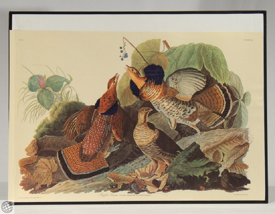 Ruffled Grouse JOHN JAMES AUDUBON Birds Of America: Details: AUDUBON, John James (1785-1851). Ruffed Grouse. From "The Birds of America" (Amsterdam Edition). [Pl. 41]. Amsterdam and New York: Johnson Reprint Corporation and Theatrum Orbis Terrarum, 197