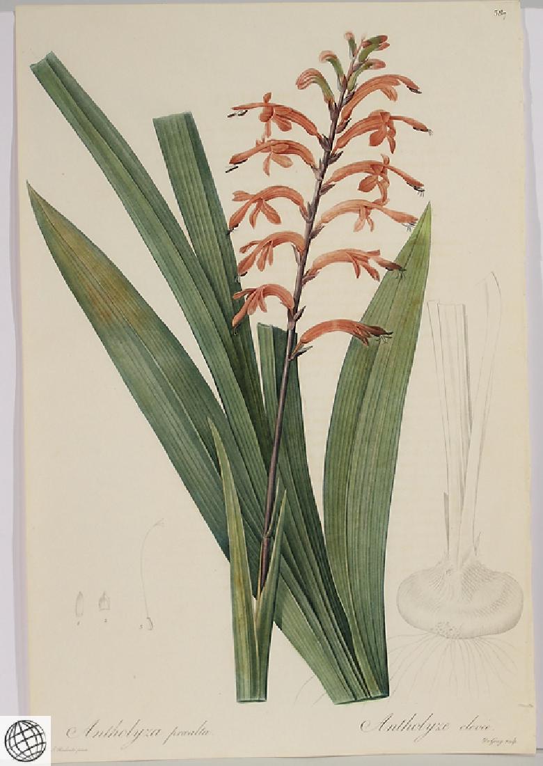 Flames Flag Lily REDOUTE Stipple Color Engraving Colors (1 of 7)