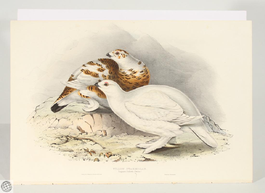 Willow Ptarmigan JOHN GOULD Hand Colored Lithograph (1 of 8)