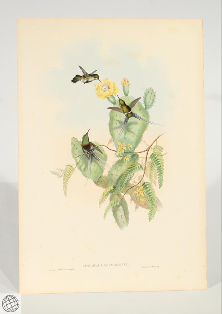 Langsdorff's Thorntail JOHN GOULD Hand Colored (1 of 6)
