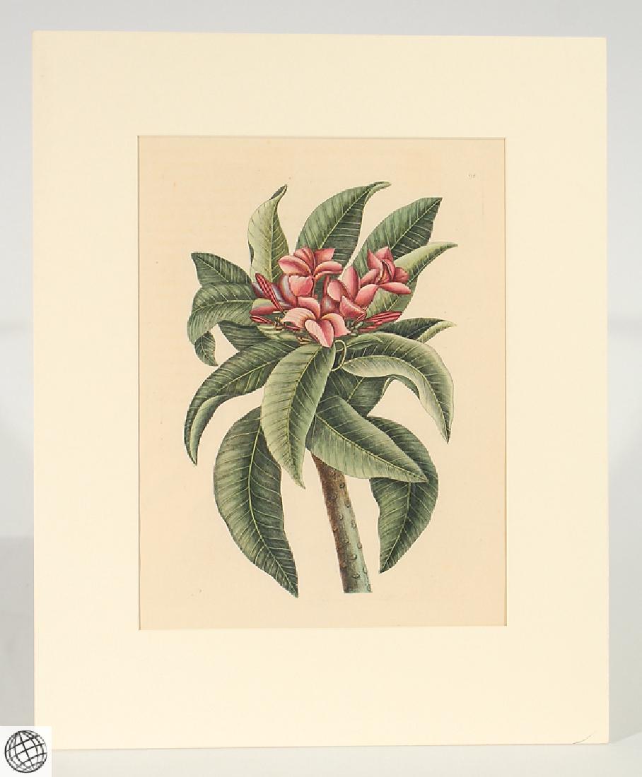 Red Frangipanni MARK CATESBY Hand Colored Copper (1 of 6)