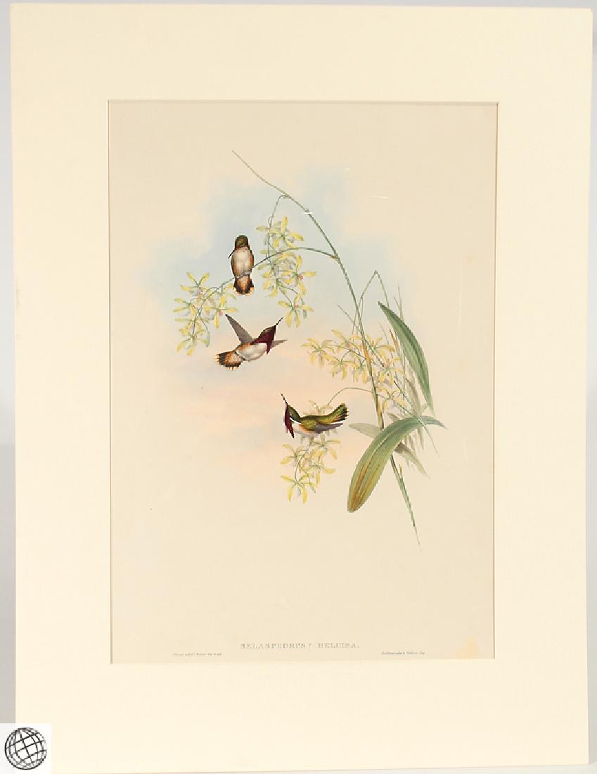 Hummingbird JOHN GOULD Heloisa's Flame-Bearer Hand (1 of 8)