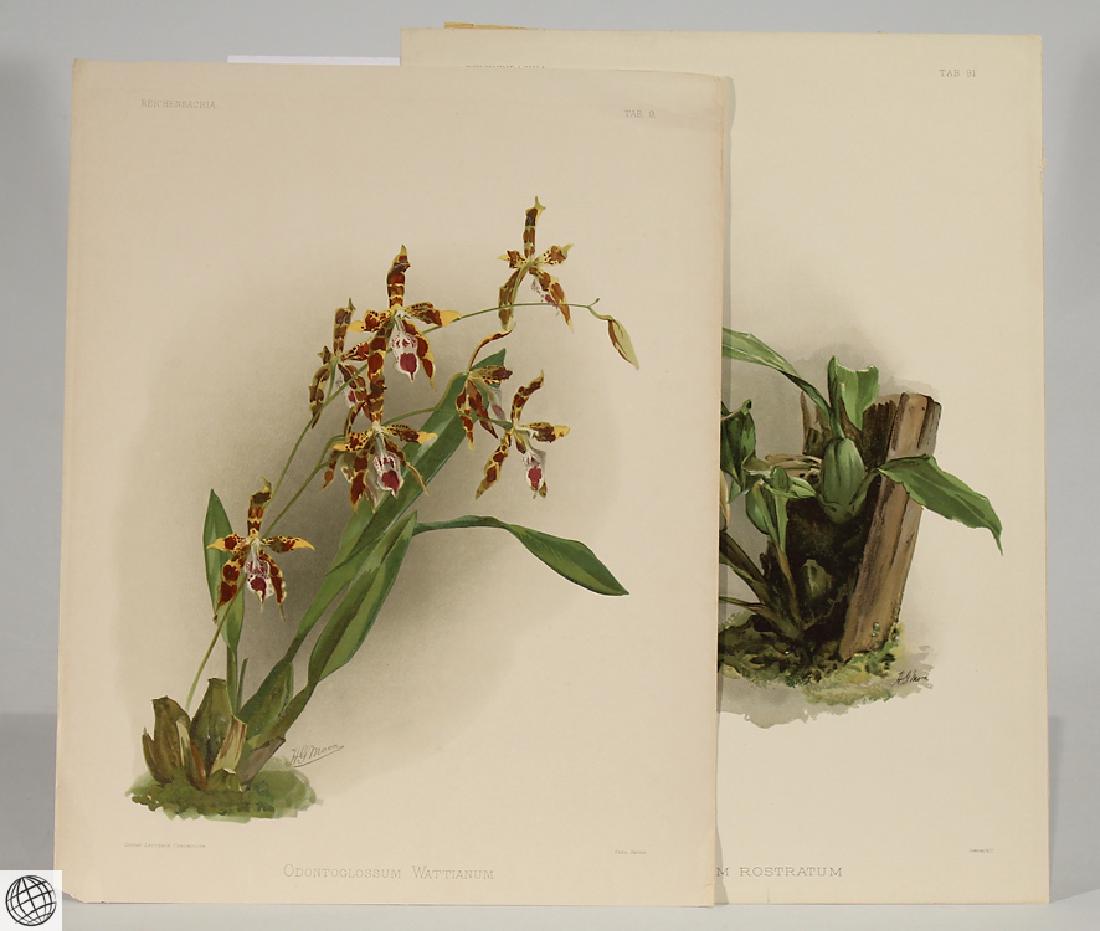2Pcs Orchid Prints HENRY FREDERICK CONRAD SANDER (1 of 12)