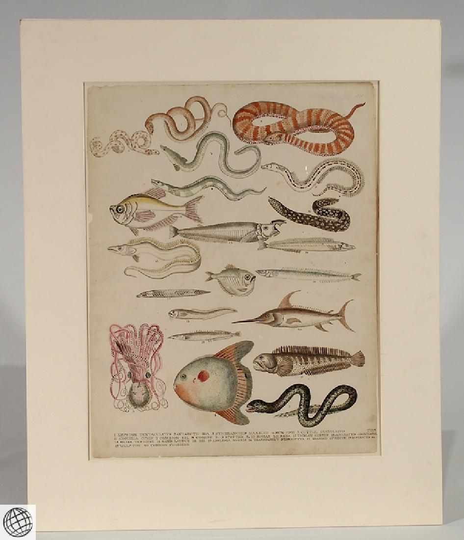 Fish ORIGINAL WATERCOLOR Study C1834 Octopus Sunfish (1 of 5)