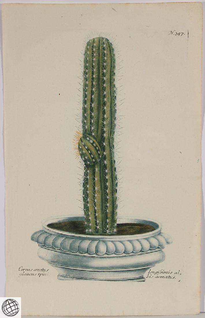 Thorny Cactus WEINMANN Hand Colored Engraving 18th C (1 of 7)