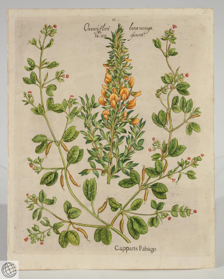 False Caper BASIL BESLER Hand Colored Engraving 1640 (1 of 6)