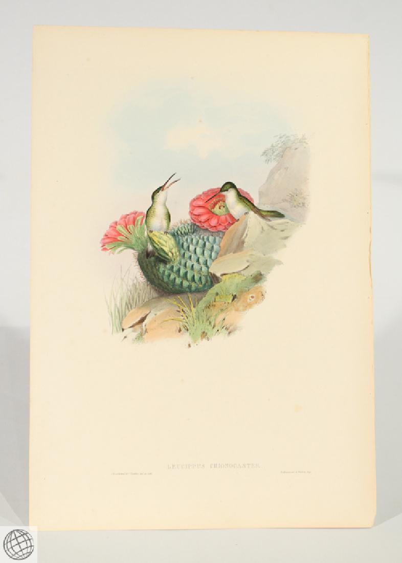 Whitebreasted Leucippus JOHN GOULD Hand Colored (1 of 6)