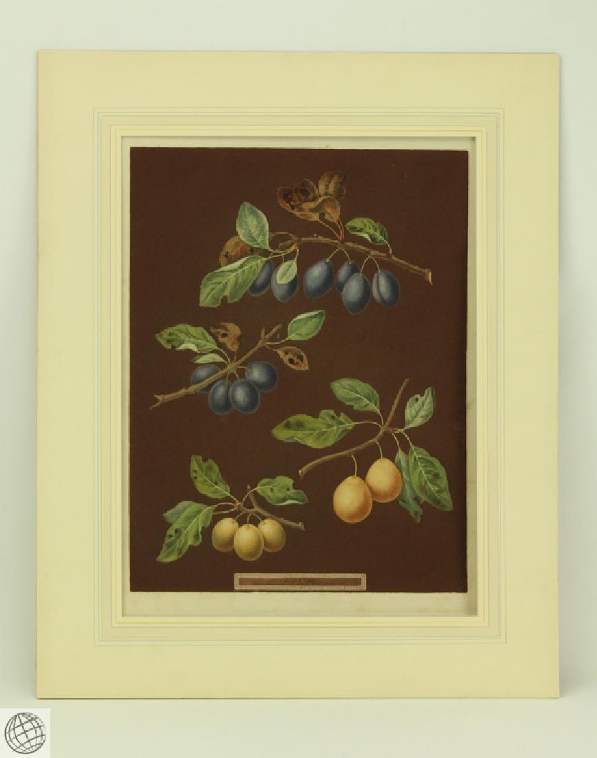 Plums Plate XXII After GEORGE BROOKSHAW 1807 Aquatint: Details: BROOKSHAW, After George (1751-1823). [Plums] Common Damson, White Damson. [Pl.XX11]. [London]: G. Brookshaw, 1807. Aquatint engraving, with some stipple, printed in colors and finished by ha