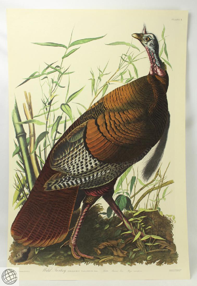 Audubon WILD TURKEY MALE Birds Of America Amsterdam: Details: AUDUBON, John James (1785-1851). Wild Turkey, Male. From "The Birds of America" (Amsterdam Edition). [Pl. 1]. Amsterdam and New York: Johnson Reprint Corporation and Theatrum Orbis Terrarum, 