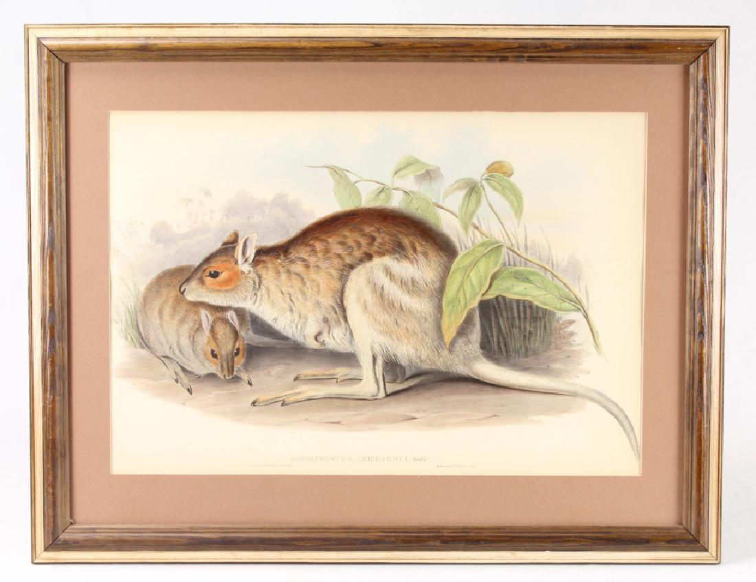 Lithograph Large Format JOHN GOULD 1845-1863 Mammals Of: Details: This large format lithograph from "Mammals of Australia" dates between 1845-1863 and was designed by English ornithologist John Gould. The piece measures approximately 26.5"x20.5" in its fram