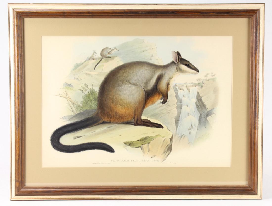 Large Format Lithograph JOHN GOULD 1845-1863 Mammals Of: Details: This large format hand colored lithograph from "Mammals of Australia" was designed by John Gould and printed between 1845 and 1863. This piece depicts a particular type of Australian wallaby 