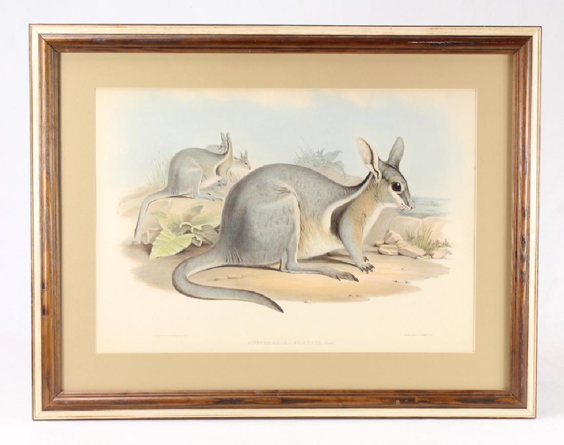 Large Format Lithograph JOHN GOULD 1845-1863 Mammals Of: Details: This large format hand colored lithograph from "Mammals of Australia" was designed by John Gould and printed between 1845 and 1863. This piece measures approximately 26.5"x20.5" in its frame