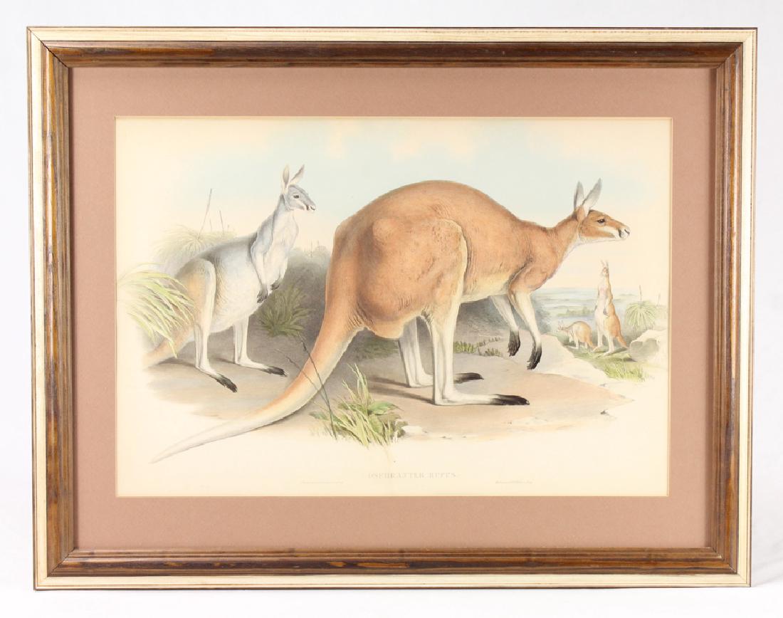 Large Format Lithograph JOHN GOULD 1845-1863 Mammals Of: Details: This large format hand colored lithograph from "Mammals of Australia" was designed by John Gould and printed between 1845 and 1863. This piece depicts a particular type of Australian kangaro