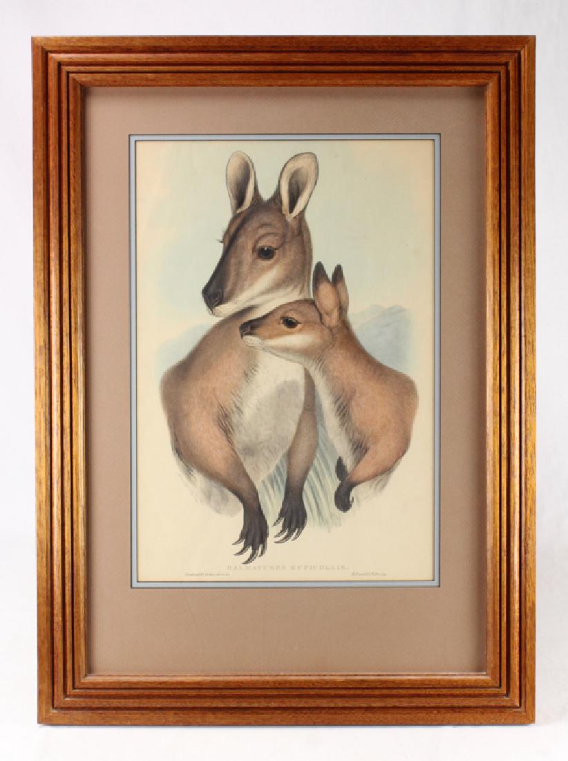 Large Format Lithograph JOHN GOULD 1845-1863 Mammals Of: Details: This large format hand colored lithograph from "Mammals of Australia" was designed by John Gould and printed between 1845 and 1863. This piece depicts a particular type of Australian wallaby