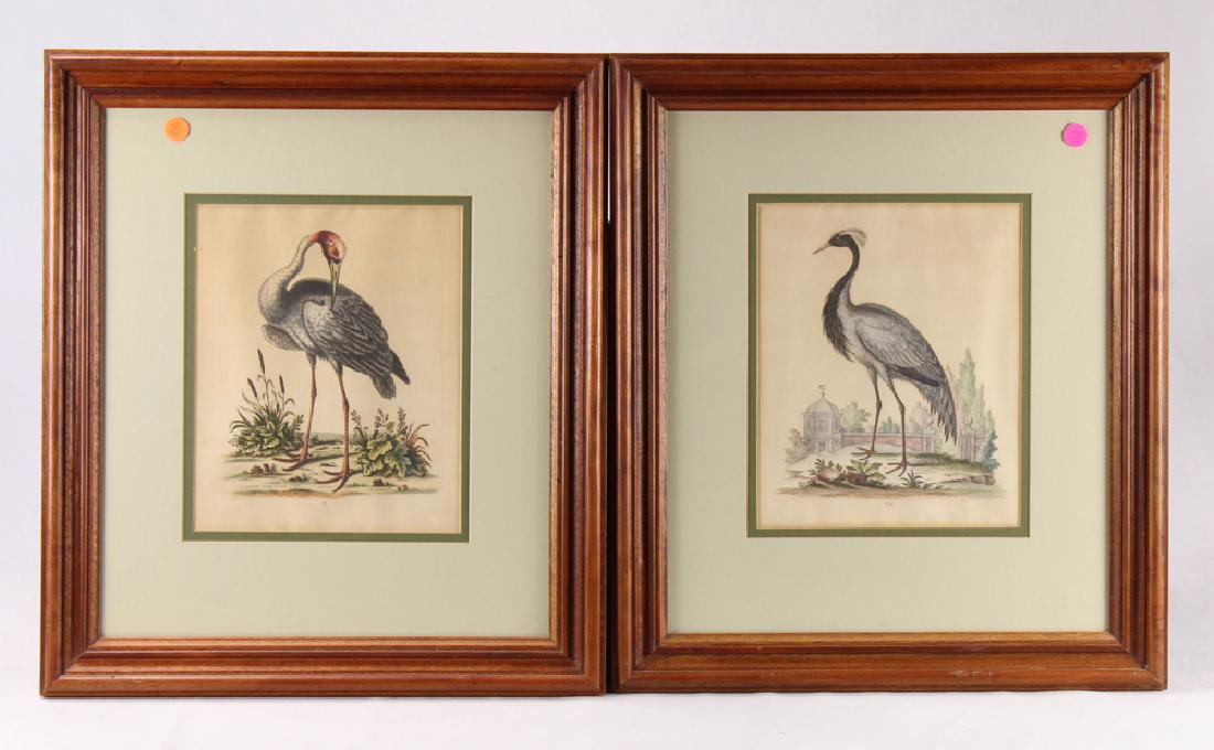 2Pcs Art HAND COLORED ORNITHOLOGICAL ENGRAVINGS BY: Details: 2Pcs Art HAND COLORED ORNITHOLOGICAL ENGRAVINGS BY GEORGE EDWARDS c1740s Antique Framed Cranes Natural History Science Father British Ornithology This lot comprises 2 pieces of art; Hand-Colo