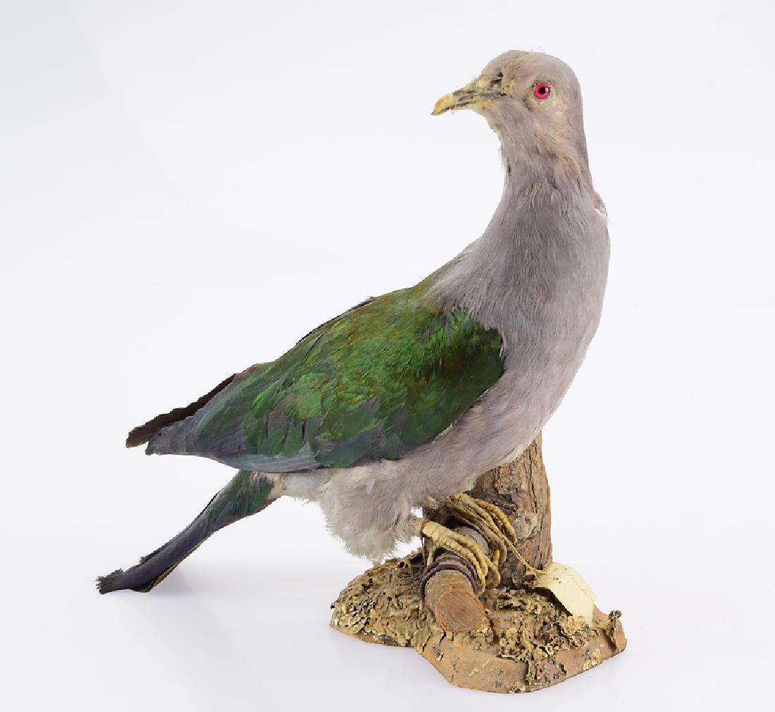 Antique Mounted Bird VICTORIAN ERA TAXIDERMY IMPERIAL: Details: Antique Mounted Bird VICTORIAN ERA TAXIDERMY IMPERIAL PIGEON 19th Century Threatened Asian/Pacific Island/Australian Species Columbidae Ducula This mounted bird is a Victorian Era taxidermy o