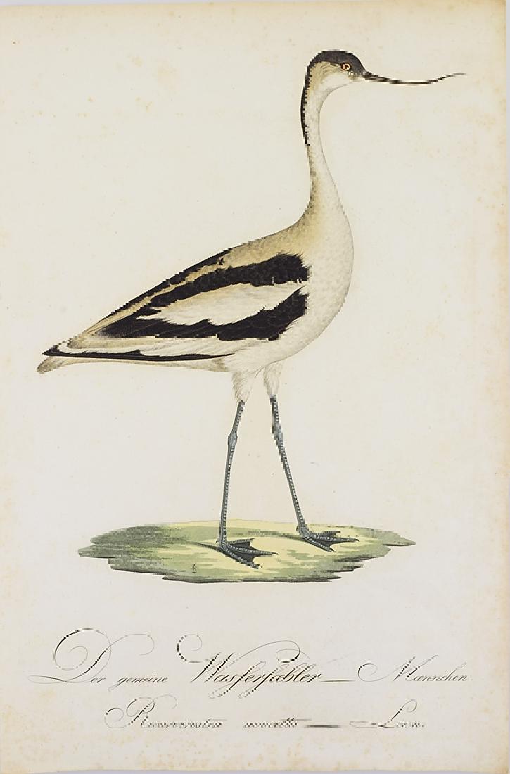 Johann Conrad Susemihl ANTIQUE COLOR BIRD ILLUSTRATION: Details: Johann Conrad Susemihl ANTIQUE COLOR BIRD ILLUSTRATION Teutsche Ornithologie German Ornithology Ducks Moritz Borkhausen Naturalists Natural History Male Species Plate This lot consists of a c