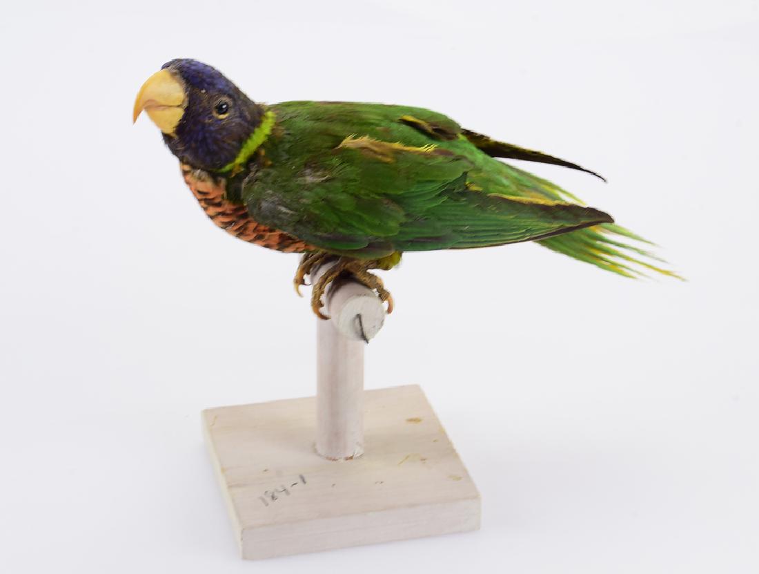 Victorian Era Taxidermy MOUNTED BIRD RAINBOW LORY 19th: Details: Victorian Era Taxidermy MOUNTED BIRD RAINBOW LORY 19th Century Lorikeet Australia Bickmore Tricholgossus Moluccanus Antique Decorative Original UniqueThis mounted bird is a Victorian Era tax