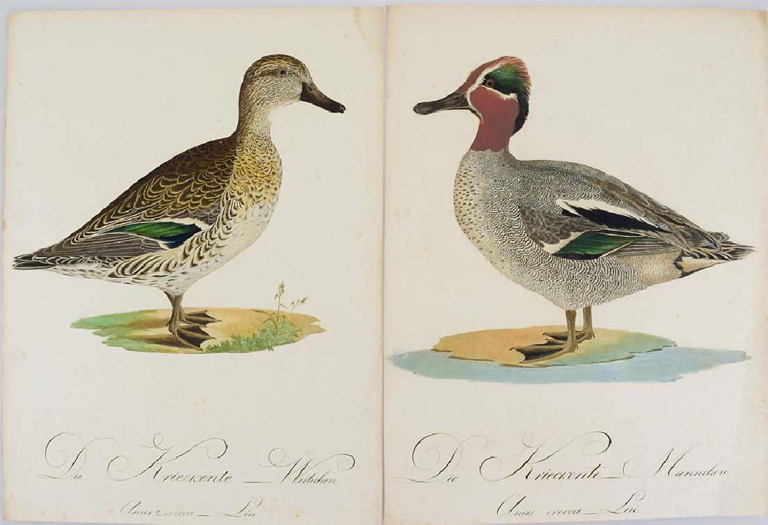 2Pcs Johann Conrad Susemihl ANTIQUE COLOR DUCK: Details: 2Pcs Johann Conrad Susemihl ANTIQUE COLOR DUCK ILLUSTRATIONS Teutsche Ornithologie German Ornithology Ducks Moritz Borkhausen Naturalists Natural History This lot consists of two colored plat