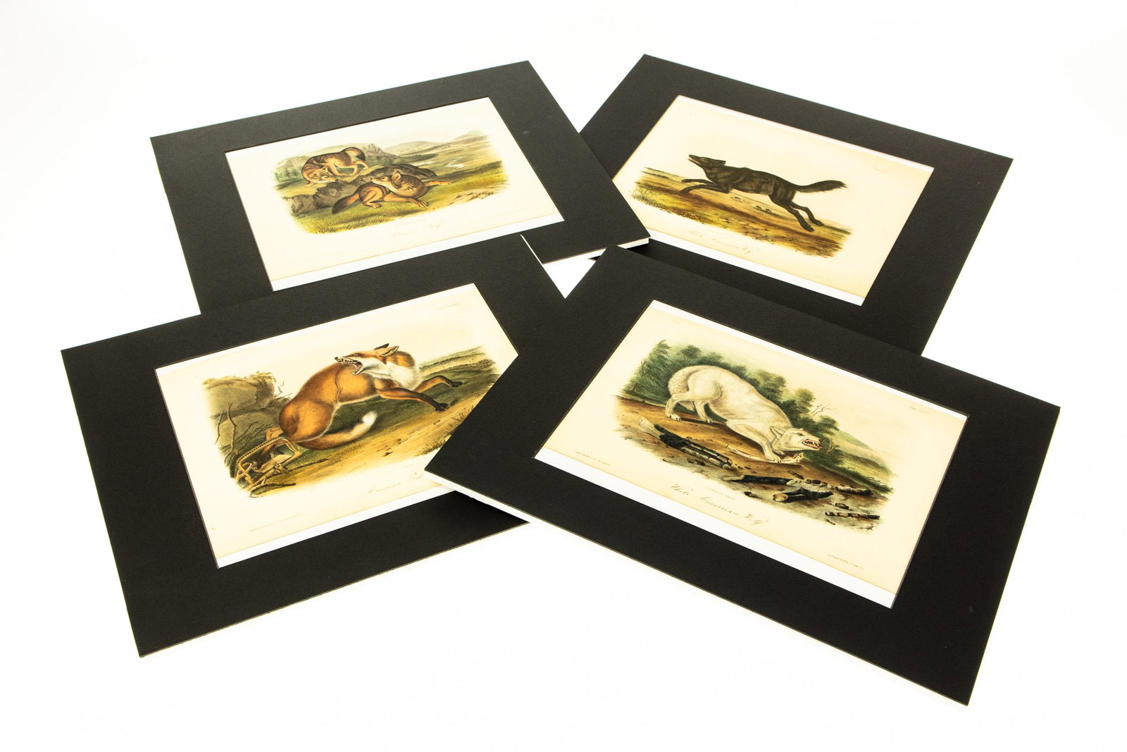 4Pcs John Woodhouse Audubon HAND‐COLORED AUDUBON: 4Pcs John Woodhouse Audubon HAND‐COLORED AUDUBON LITHOGRAPHS c1850 Bowen Octavo Prints American Wolf Prairie Wolf American Red Fox Black American Wolf Wildlife Animals Illustrated Plates Art Det