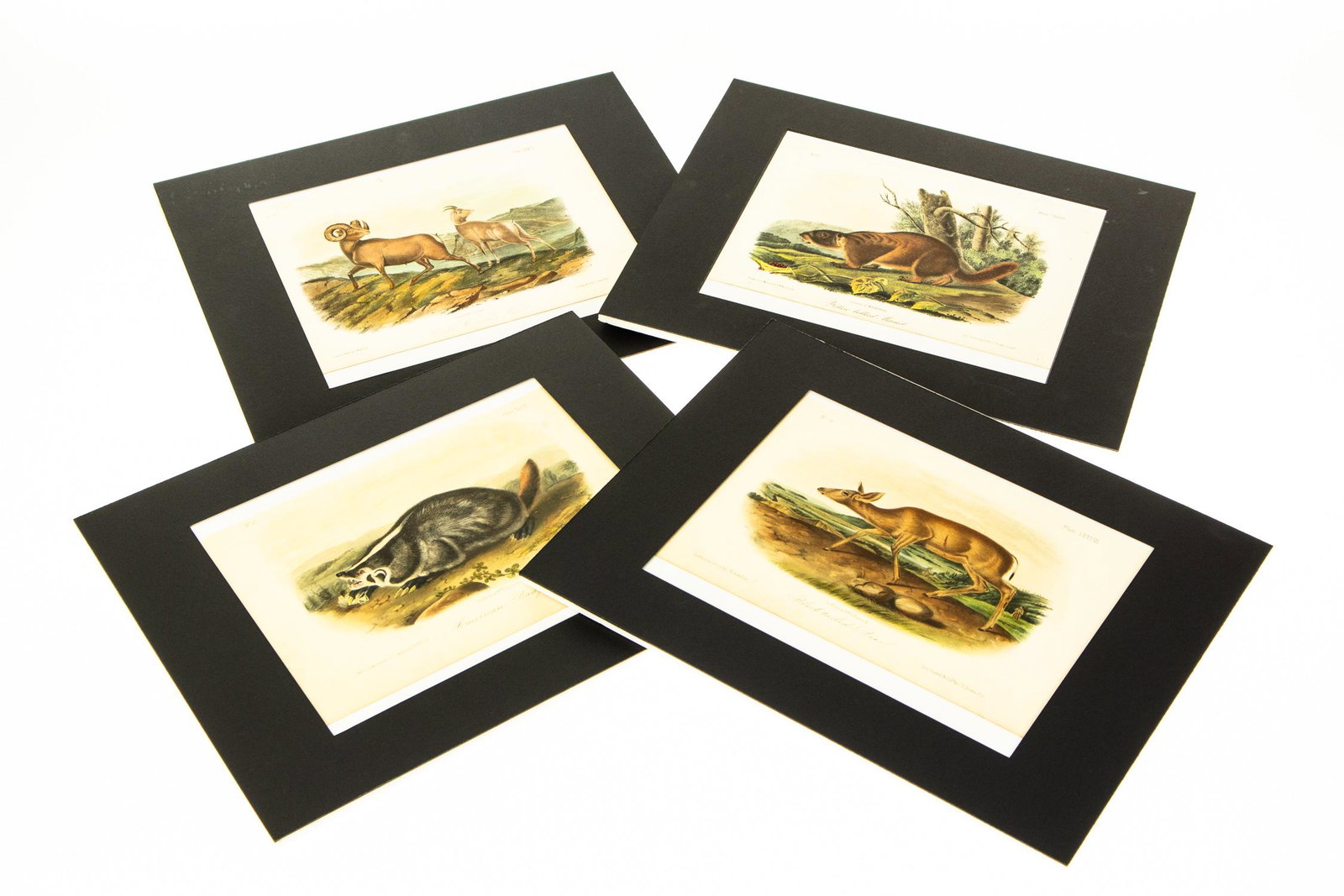 4Pcs John Woodhouse Audubon HAND‐COLORED AUDUBON: 4Pcs John Woodhouse Audubon HAND‐COLORED AUDUBON LITHOGRAPHS c1850 Bowen Octavo Prints American Badger Black‐Tailed Deer Yellow Bellied Marmot Rocky Mountain Sheep Wildlife Animals Illustr