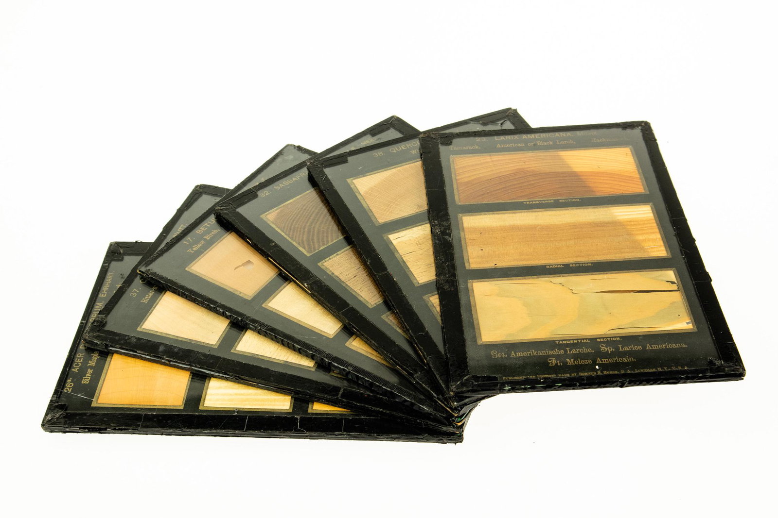 6Pcs ANTIQUE GLASS SLIDES OF WOOD SAMPLES Rare: 6Pcs ANTIQUE GLASS SLIDES OF WOOD SAMPLES Rare Transverse Radial Tangential Sections Sassafras Bitter‐Nut Hickory Yellow Birch Tamarack White Oak Silver Maple Sassafras Officinale Carya Amara Be