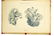 Rare Folio ‐ Francois Boucher WINGED CUPIDS & - 6