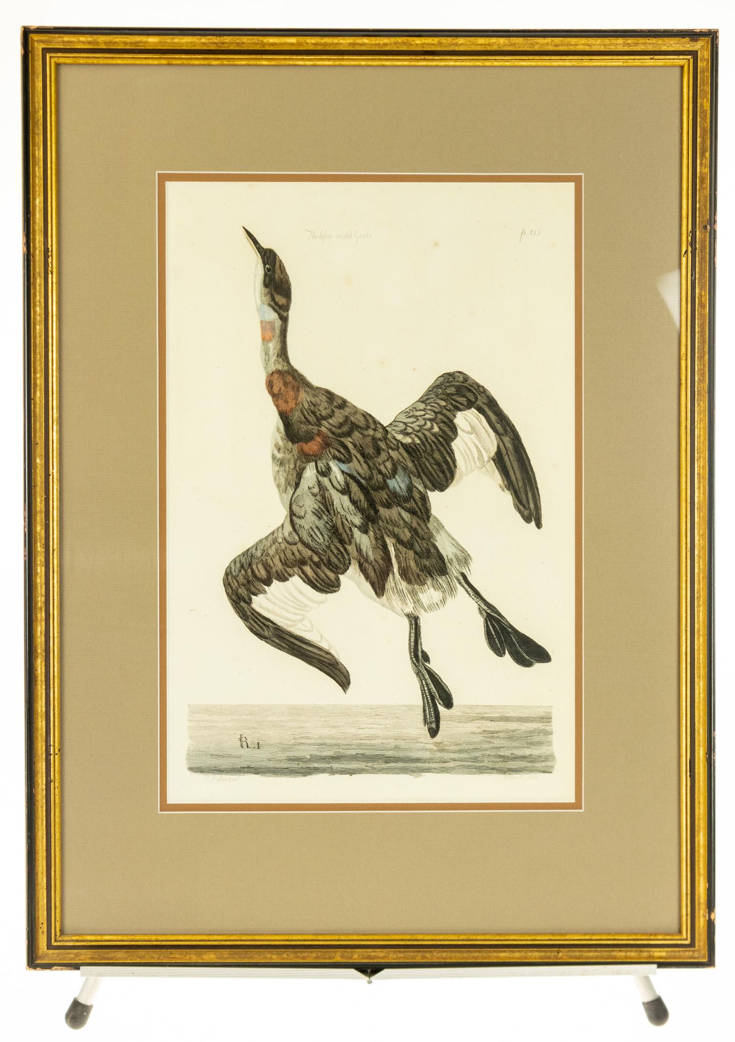 Peter Paillou & Peter Mazell THE LESSER CRESTED: Peter Paillou & Peter Mazell THE LESSER CRESTED GOOSE ANTIQUE ENGRAVING c1770 Plate 133 Hand‐Colored Thomas Pennant British Zoology Framed Natural History Welsh Naturalist Art Artists Birds 
