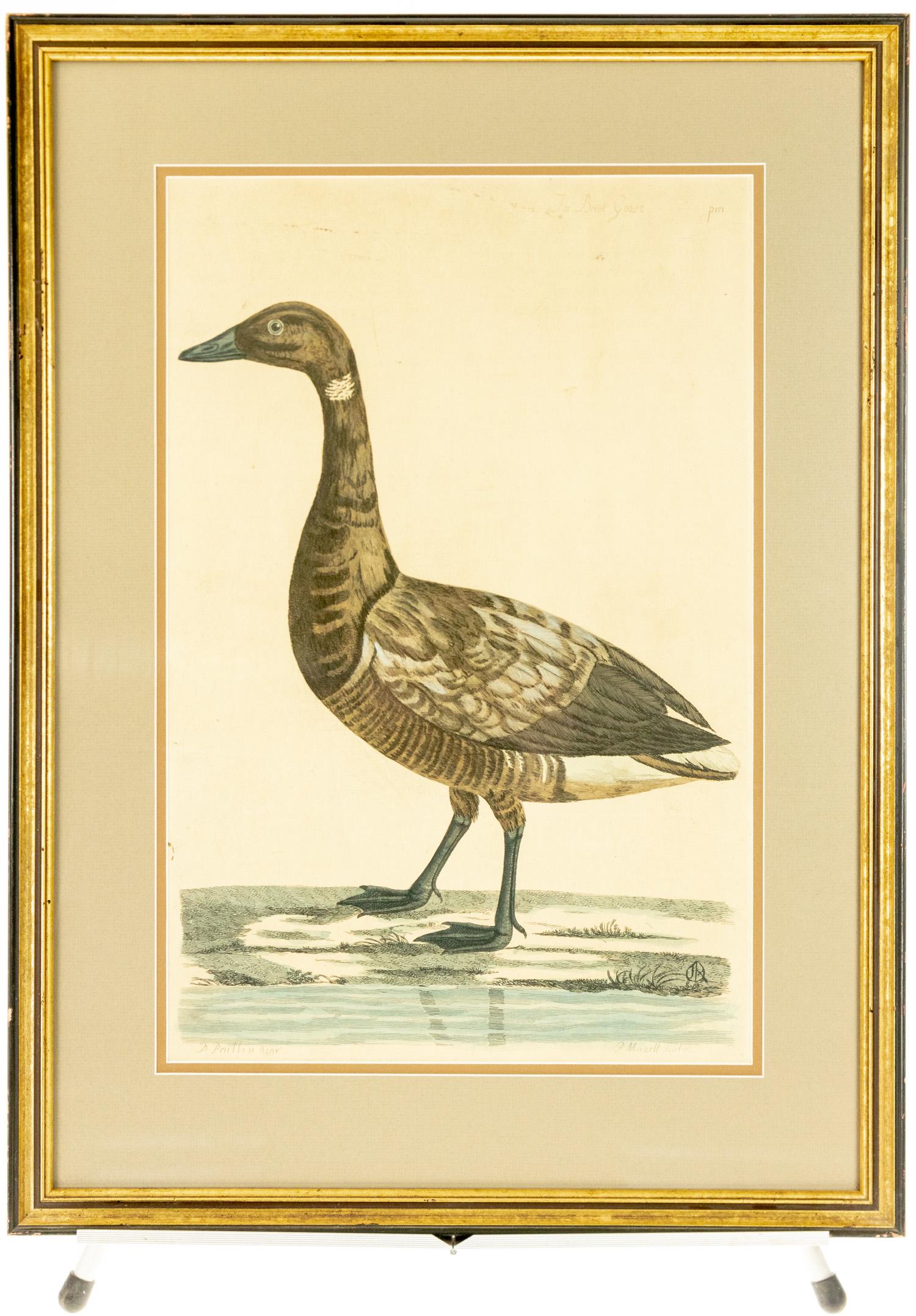 Peter Paillou & Peter Mazell THE BRENT GOOSE: Peter Paillou & Peter Mazell THE BRENT GOOSE ANTIQUE ENGRAVING c1770 Plate 151 Hand‐Colored Thomas Pennant British Zoology Framed Natural History Welsh Naturalist Art Artists Birds Details: 