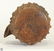 Antique Pottery PRE-COLUMBIAN SPIKED VESSEL Canteen - 6