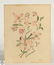 22Pcs Original Painting VINTAGE ART Pastel Print Signed - 9