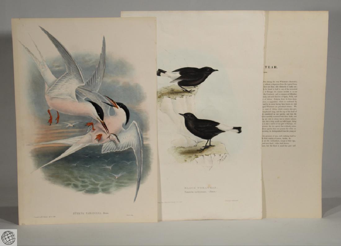 2Pcs Arctic Tern Black Wheatear JOHN GOULD Original: Details: This lot comprises two (2) original color lithographs by the celebrated bird artist John Gould.The pieces were printed by Hallmandel and Walter and titled Black Wheatear and Sterna Paradisea