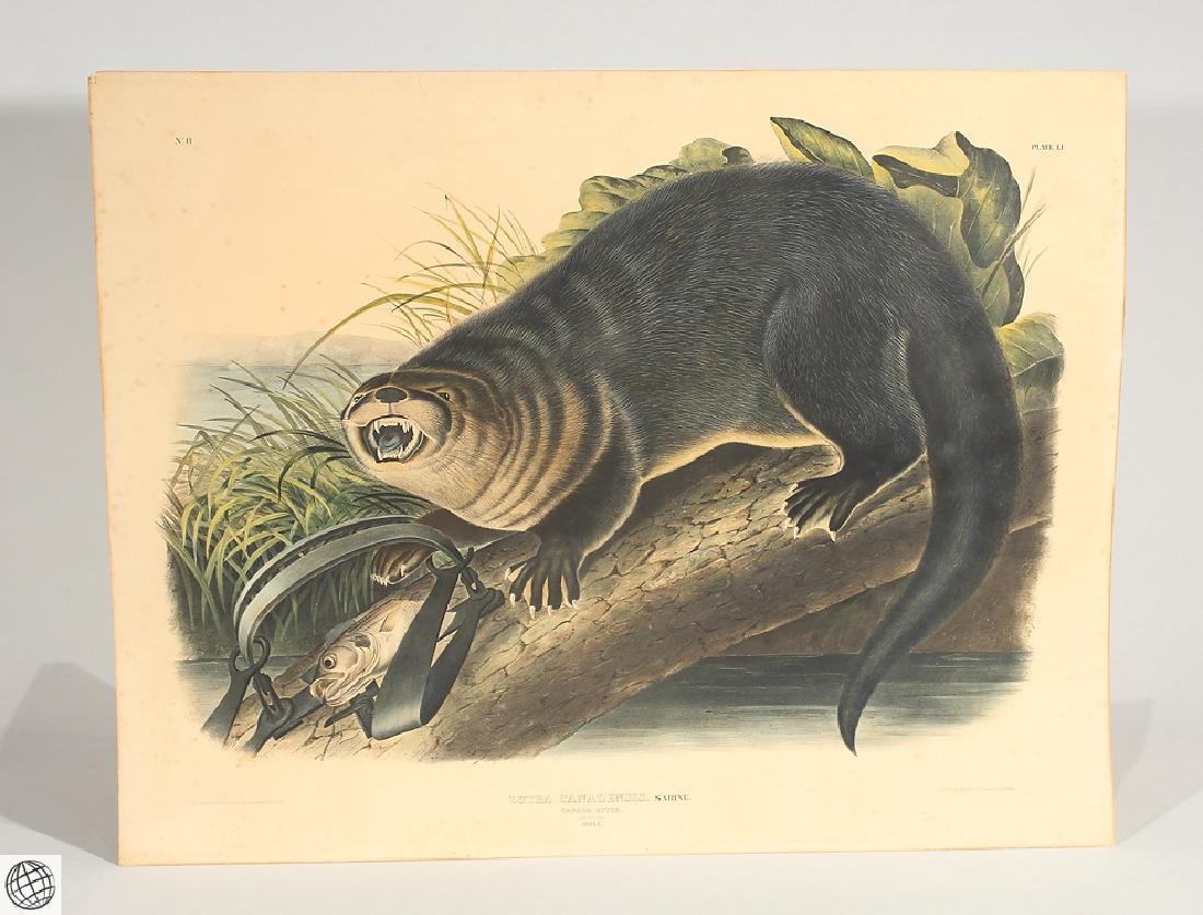 Canada Otter JOHN JAMES AUDUBON Original Hand Colored: Details: This hand-colored lithograph by noted American naturalist artist John James Audubon is titled "Lutra Canadensis - Canada Otter" and comes from "Viviparous Quadrupeds of North America", imperi