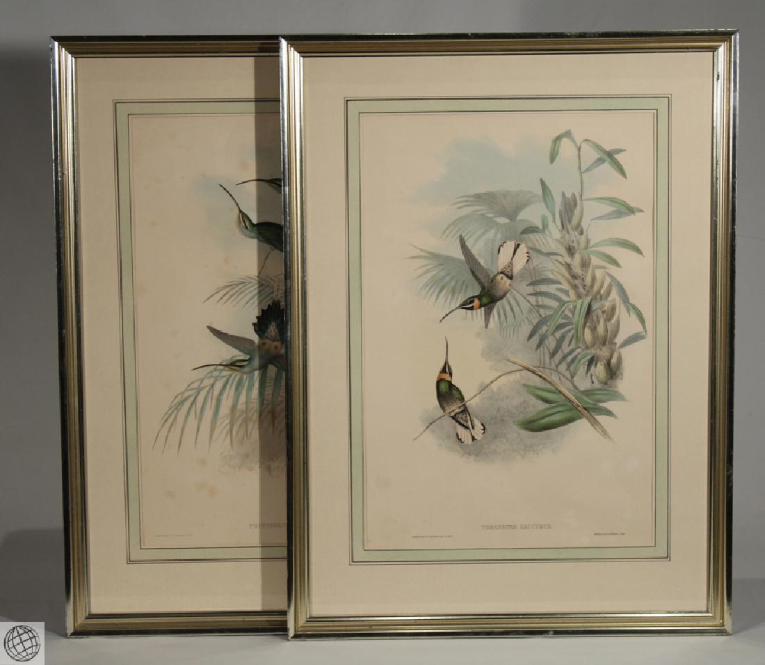 2Pcs Barbthroat Green Hermit Hummingbirds JOHN GOULD: Details: This lot comprises two (2) original color lithographs by the celebrated bird artist John Gould.The pieces were printed by Hallmandel & Walton and titled Phaethornis Guy and Threnetes Leucuru