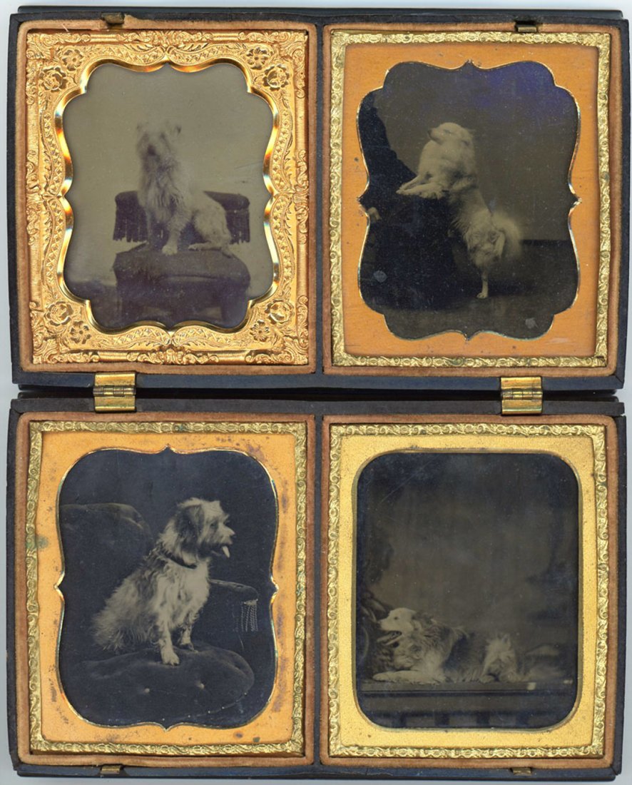 FOUR TINTYPES OF SMALL DOGS IN BASKET OF FLOWERS CASE (1 of 6)