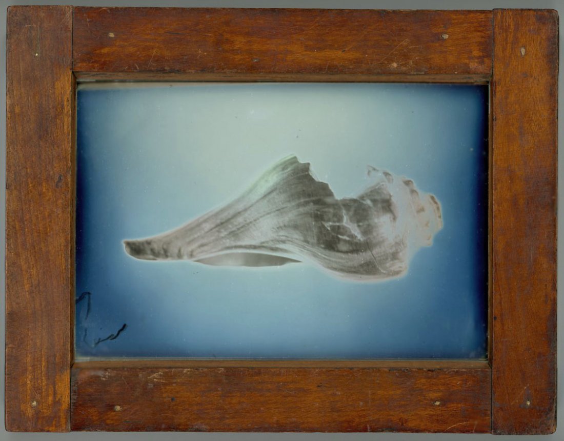SEASHELL BY IRVING POBBORAVSKY: In The Scenic Daguerreotype, (1995) John Wood describes Irving Pobboravsky as "the dean of modern daguerreotypists" in recognition both of his pioneering role and his exceptional talent in turning the