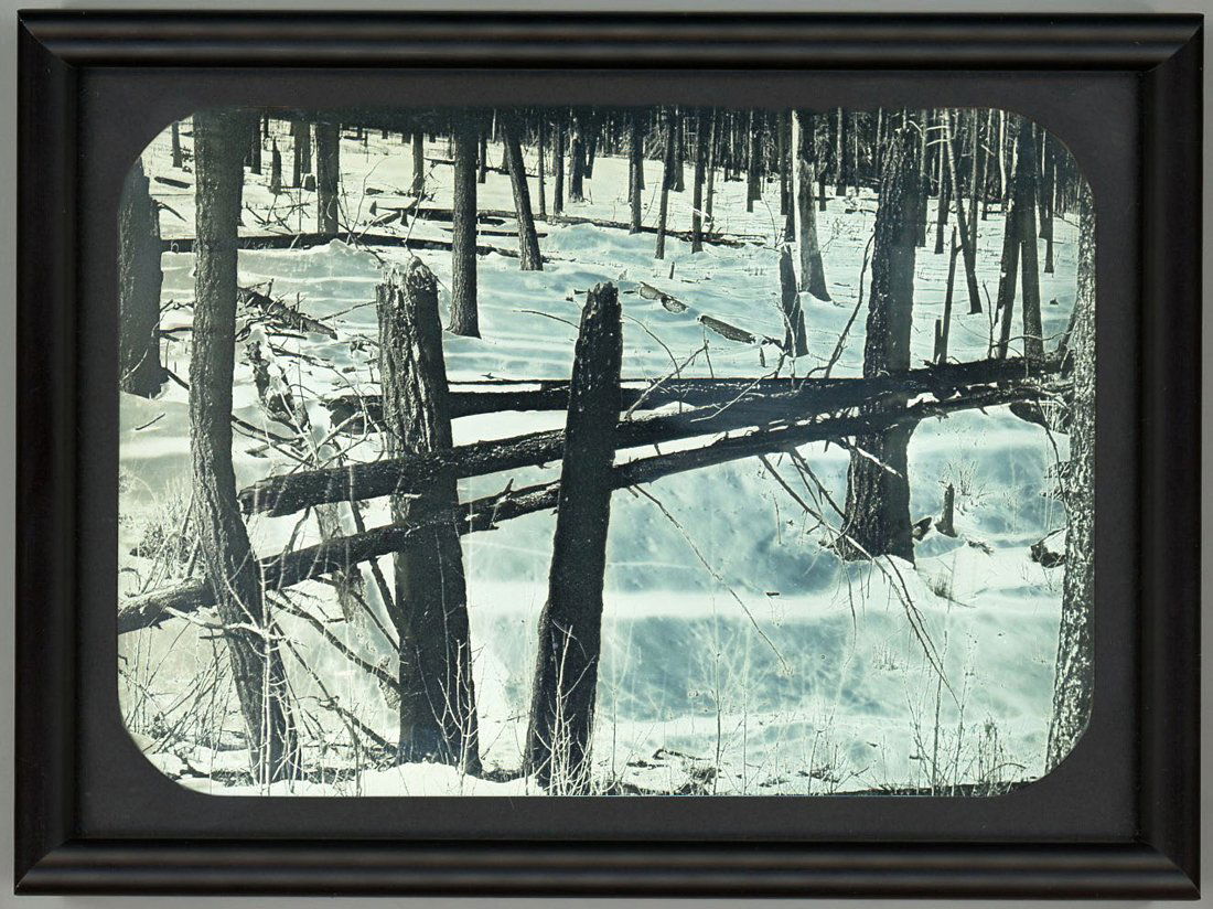 BURNED TREES, JEMEZ MOUNTAINS, BY ROBERT SHLAER (1 of 2)