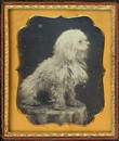 SHAGGY DOG DAGUERREOTYPE