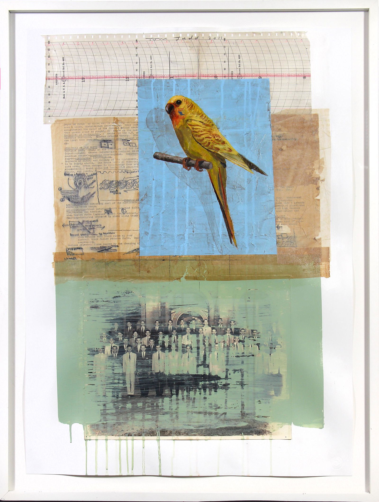 Tom Judd, (Parakeet) (1 of 1)