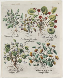 Basilius Besler, Viola : ARTIST: Basilius Besler (1561-1629) MEDIUM: Hand Colored Engraving DATE: n.d. DIMENSIONS: 20 x 16 in. (image/sheet); 24.5 x 20.5 in. (framed) SIGNATURE: Not visible CONDITION: Excellent PROVENANCE: Pr