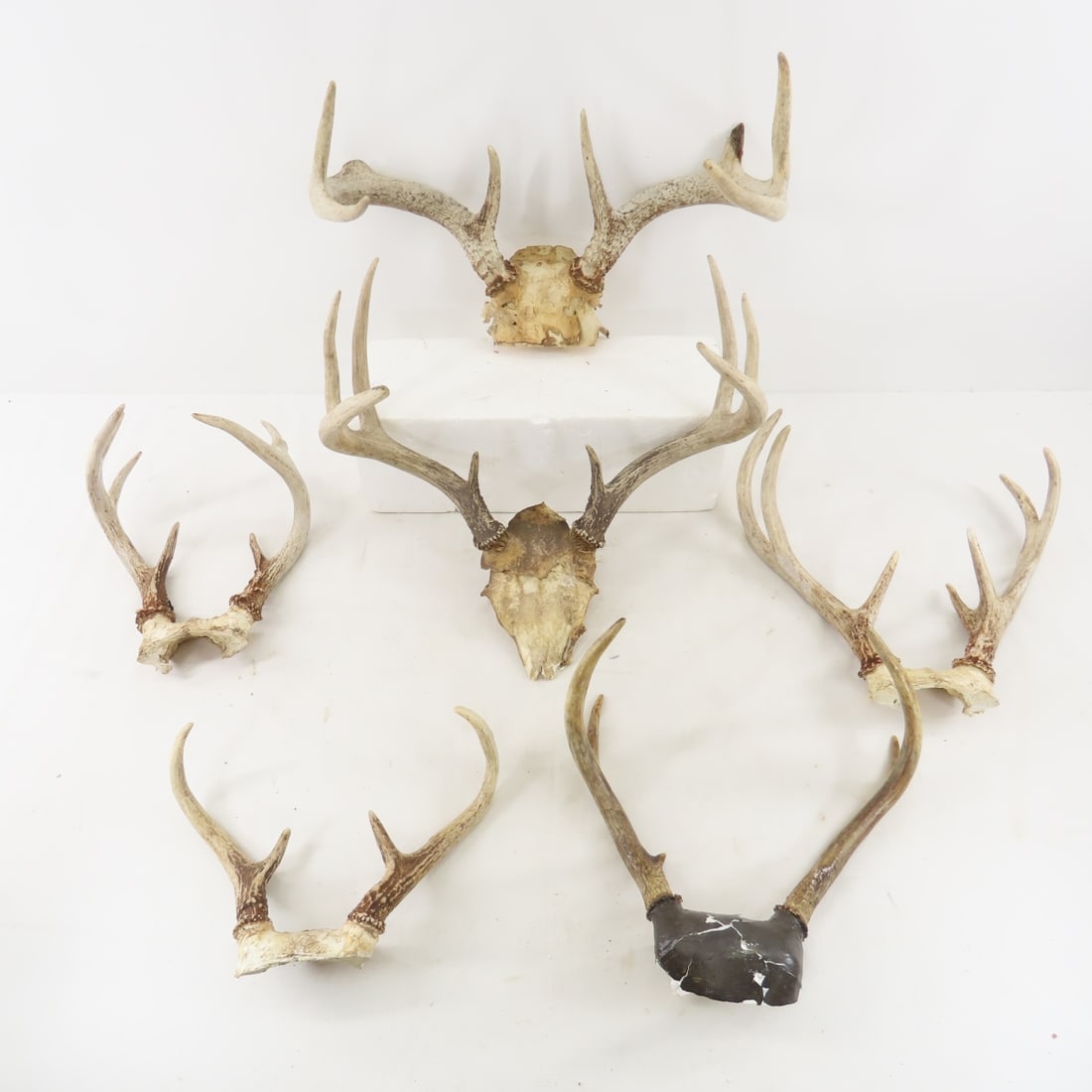 6 partial Skull Deer Antlers (1 of 7)