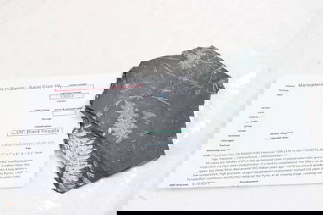 Plant Fossil: Plant Fossil - See size & description on accompanying sheet. Please ask questions & read terms and conditions before bidding.